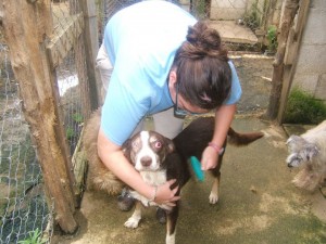 Crystal grooming a one-eyed dog at AWARE. Guatemala.