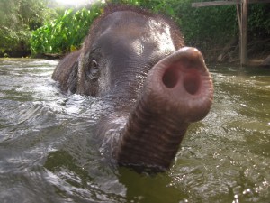 Baby DooDoo having fun in the water at Elephants World while volunteering with elephants.